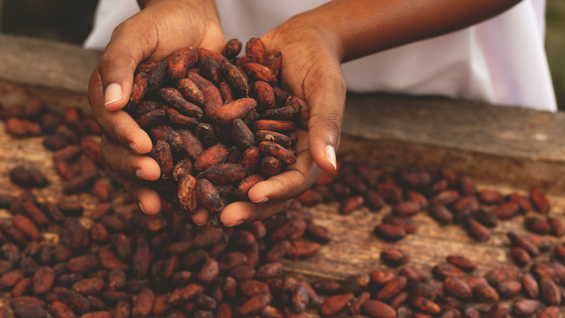 Cacao Para La Paz